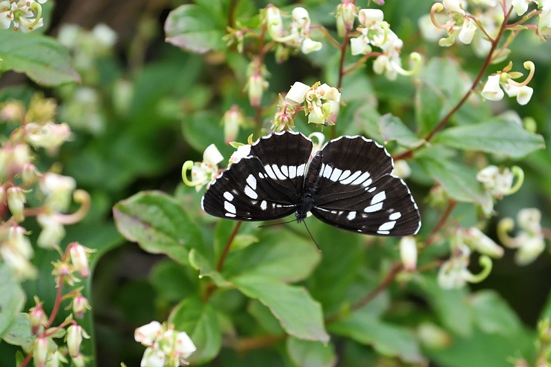 ★希少★真作★森天飛★葉蝶 モンキチョウ★★サイン有り 宮崎の蝶 生駒高原のモンキチョウ 小林市南西方 | ☆hiroの部屋2☆