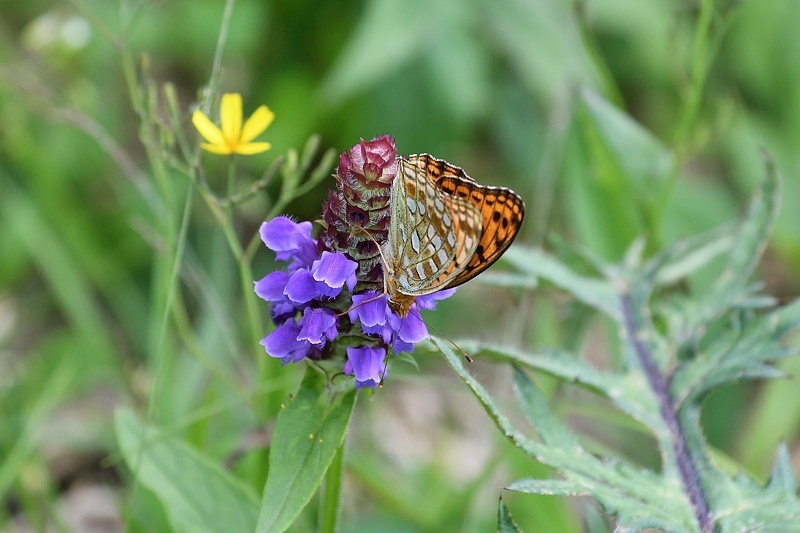 高山蝶・亜種含む＆17府県ギフチョウ 高山蝶・亜種含む＆17府県ギフチョウ - メルカリ