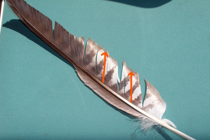 a0166183_09550600.jpg