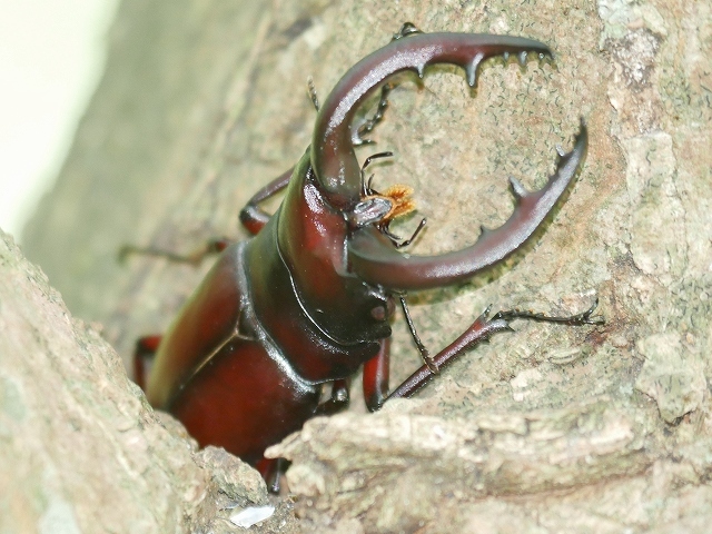 甲虫の仲間たち（カブトムシ、ノコギリクワガタ、ミヤマカミキリ、クロカナブン）_d0088184_23320353.jpg