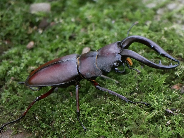 甲虫の仲間たち（カブトムシ、ノコギリクワガタ、ミヤマカミキリ、クロカナブン）_d0088184_23325666.jpg