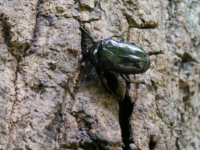 甲虫の仲間たち（カブトムシ、ノコギリクワガタ、ミヤマカミキリ、クロカナブン）_d0088184_23353046.jpg