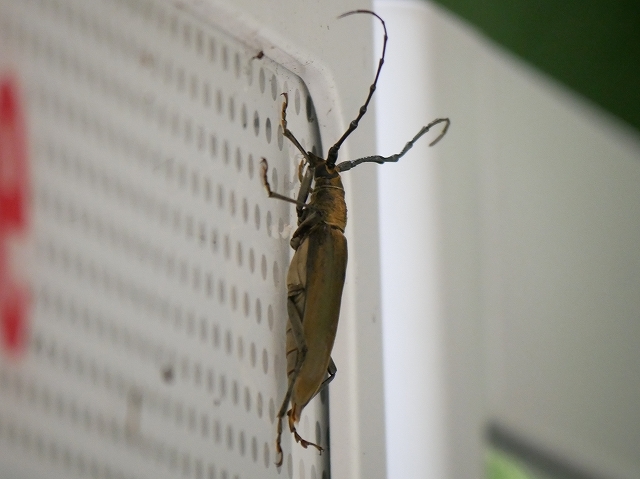 甲虫の仲間たち(カブトムシ、ノコギリクワガタ、ミヤマカミキリ 甲虫の仲間たち(カブトムシ、ノコギリクワガタ、ミヤマカミキリ