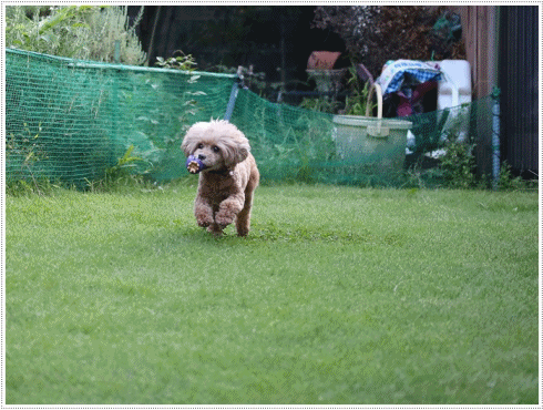 b0175688_20300490.gif