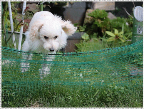 b0175688_20300842.gif
