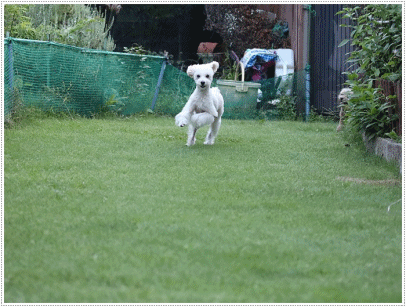 b0175688_20301142.gif