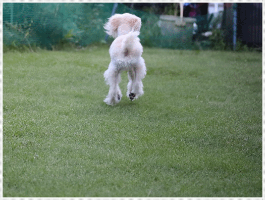 b0175688_20301465.gif