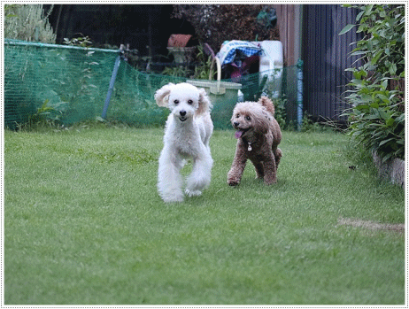 b0175688_20301792.gif