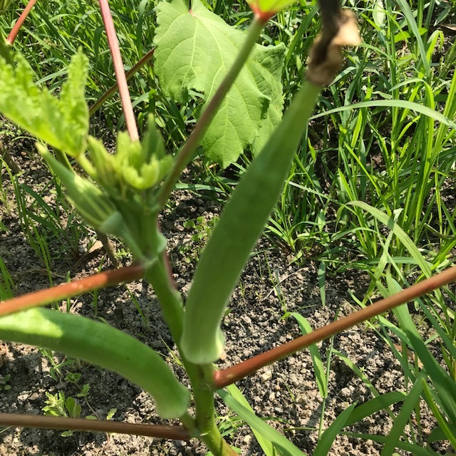 最後のキュウリ・・・かな?_f0204295_19275007.jpg