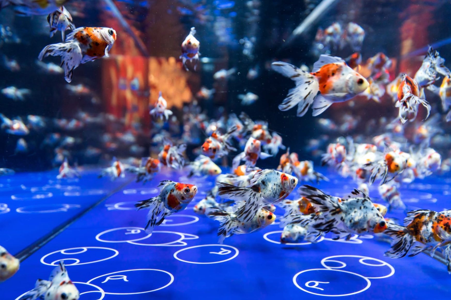 すみだ水族館「東京金魚ワンダーランド2019」_c0006305_14192175.jpg