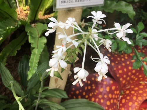 d0179410_20594440.jpeg