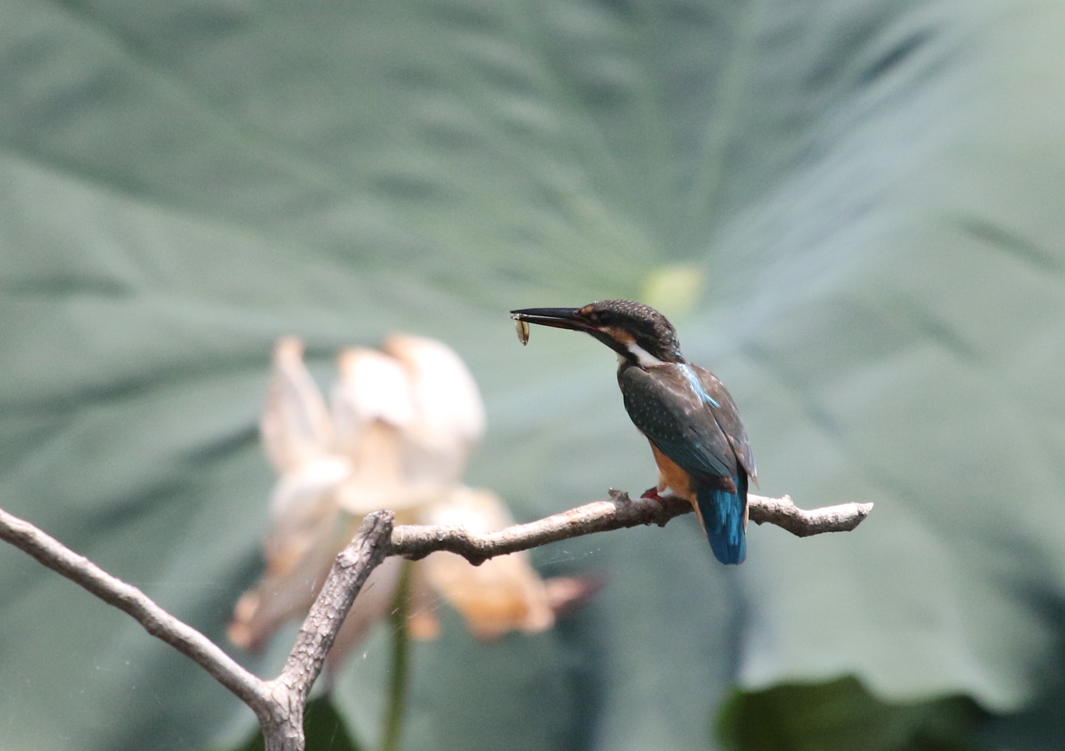 蓮池のカワセミ　2番子の巣立ちが見られました_f0239515_1722487.jpg