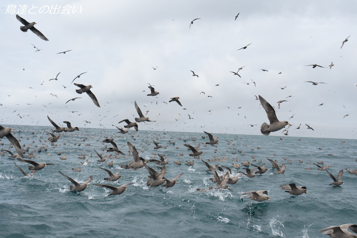 千島列島バードスペシャル １６ フルマカモメ Northern Fulmar ブログ鳥達との出会い