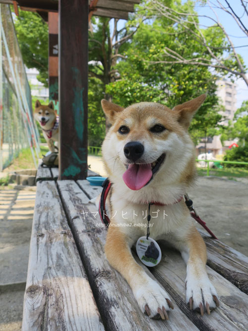 後頭部 Yamatoのひとりごと