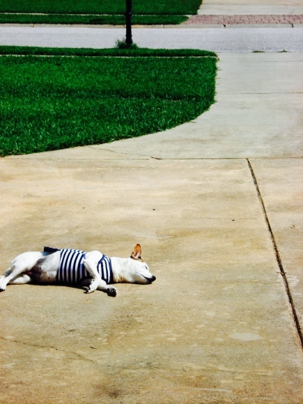 Dog Days 暑い〜。_d0269832_19595547.jpeg