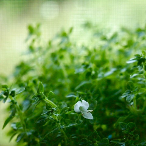 ブッシュバジルの花 い ろ は の か な ん