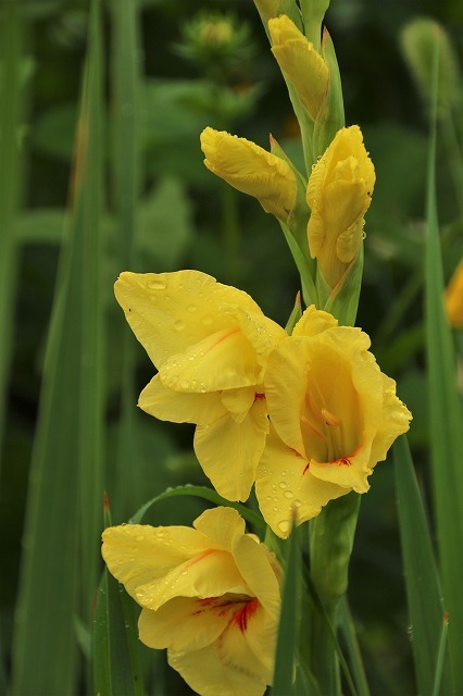 猛暑日で日本列島が真っ赤と黄色い色の花笠菊_e0052135_16180810.jpg