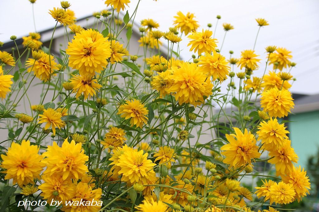 猛暑日で日本列島が真っ赤と黄色い色の花笠菊_e0052135_16181516.jpg