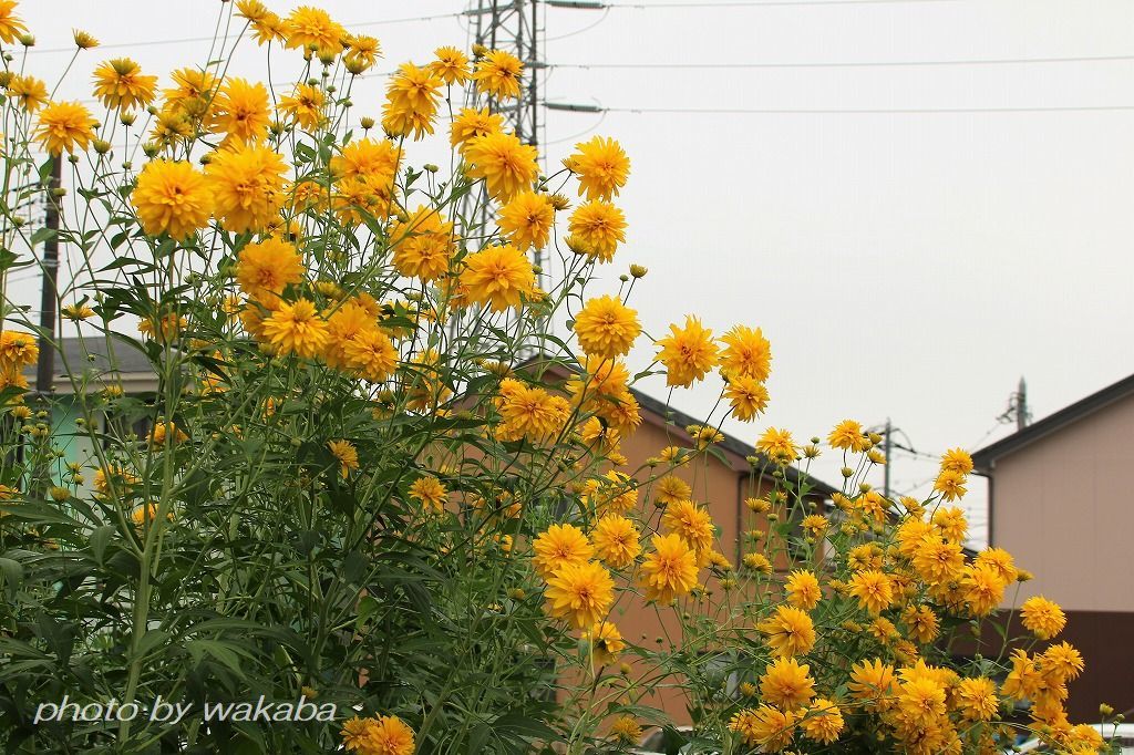 猛暑日で日本列島が真っ赤と黄色い色の花笠菊_e0052135_16181748.jpg