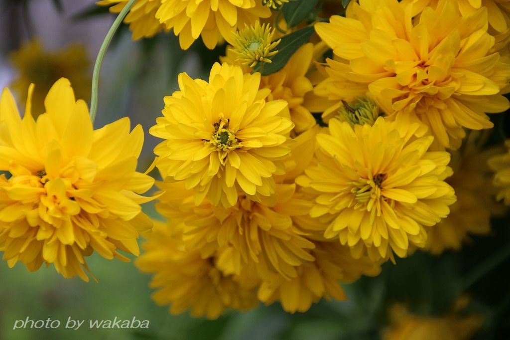 猛暑日で日本列島が真っ赤と黄色い色の花笠菊_e0052135_16182215.jpg