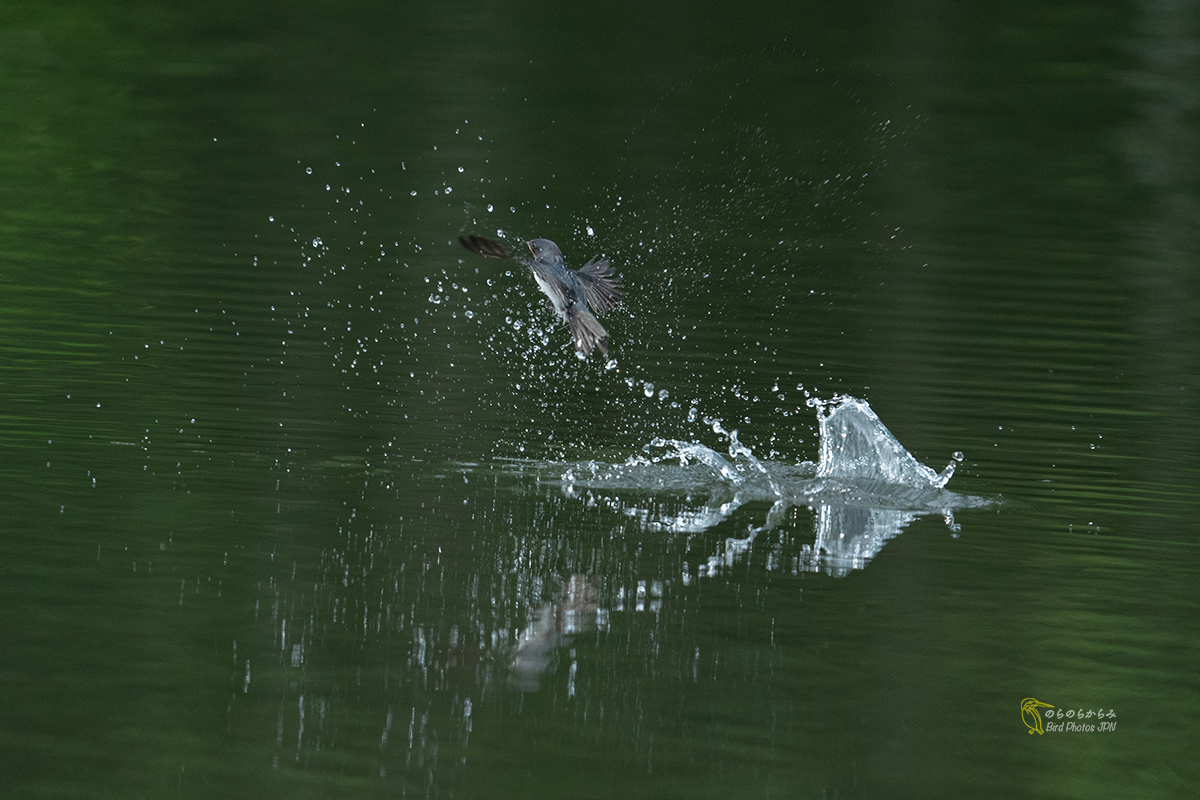 ツバメと水しぶき_d0360547_12033368.jpg