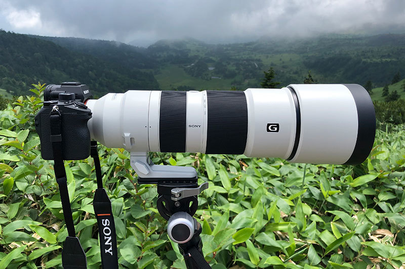 ソニー アルファで野鳥撮影:Sony α9 と『FE 200-600mm F5.6-6.3 G OSS』, 『FE 600mm F4 GM OSS』_d0360547_17221881.jpg
