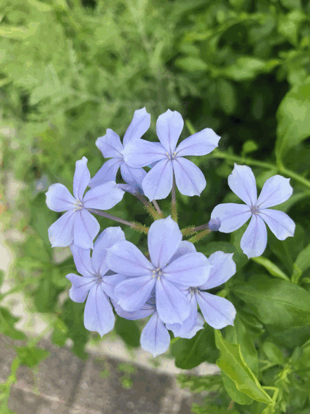b0021251_11031477.gif