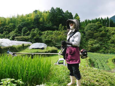 香り高き柚子(ゆず) 令和元年の青柚子は9月中旬より出荷予定!今のうち青唐辛子を購入しておいて下さい_a0254656_15351052.jpg
