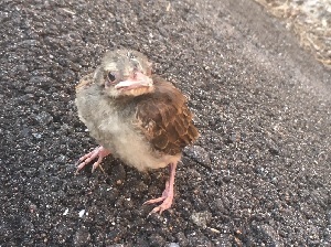謎の雛鳥 月イチこらむ 謎の雛鳥 月イチこらむ
