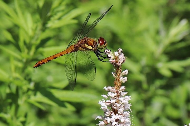b0111376_15350401.jpg