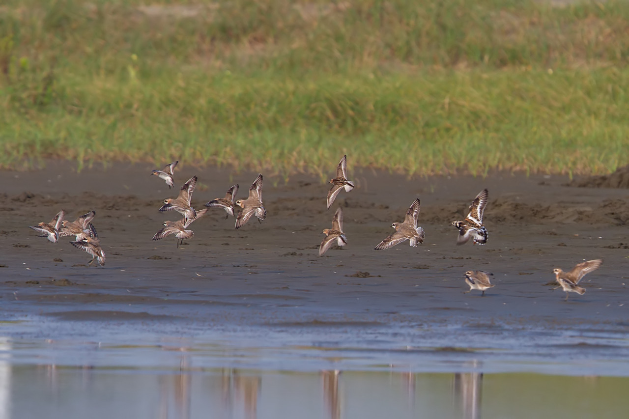 メダイチドリ、トウネン、キョウジョシギ、コチドリ　　九十九里浜　_a0052080_21411788.jpg