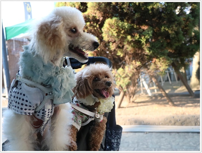 大分はこの夏一番と言うくらいに暑かった~けど、今年も夏祭りに行ったよ\\(>3(O^-)/ウフ☆_b0175688_22463060.jpg