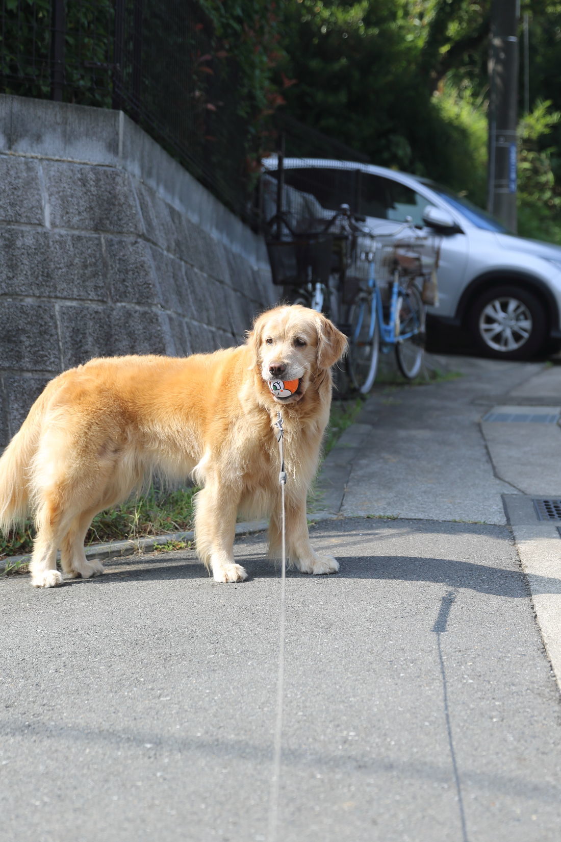 夏のお散歩♪_b0275998_10380935.jpg