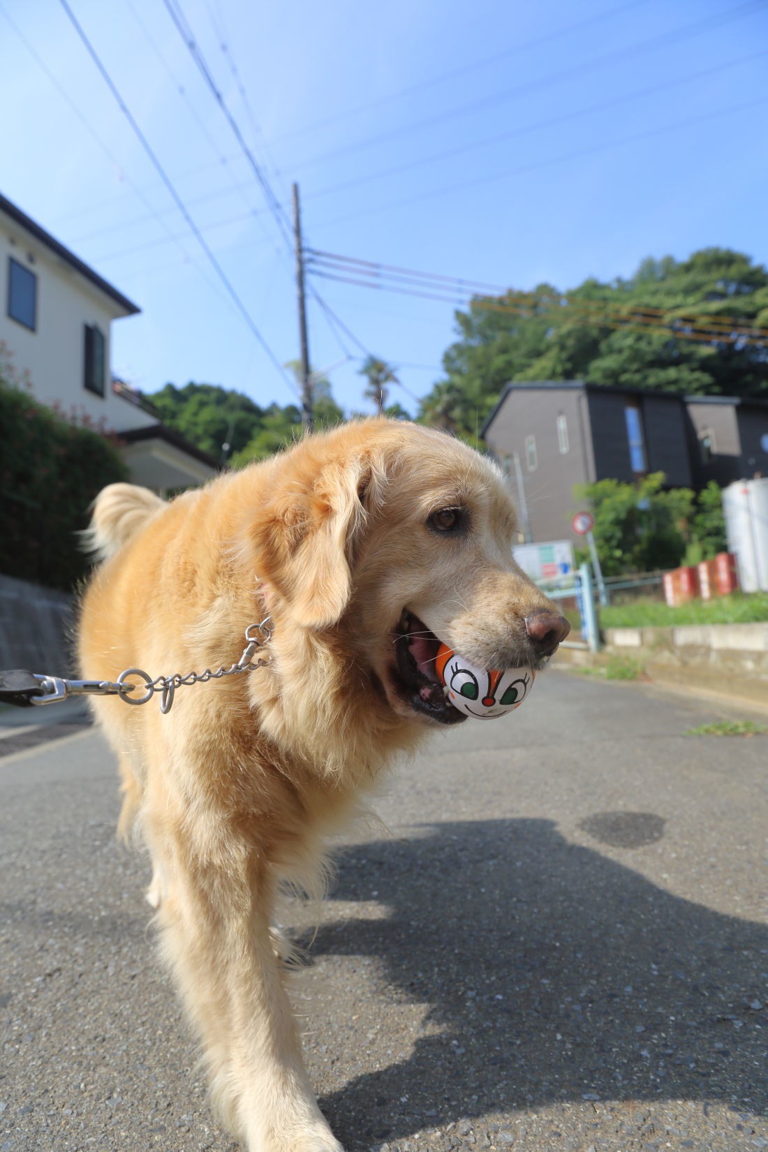 夏のお散歩♪_b0275998_10381200.jpg