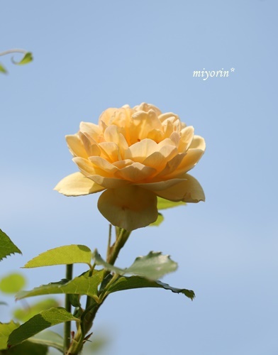 a0123003_22442806.jpg