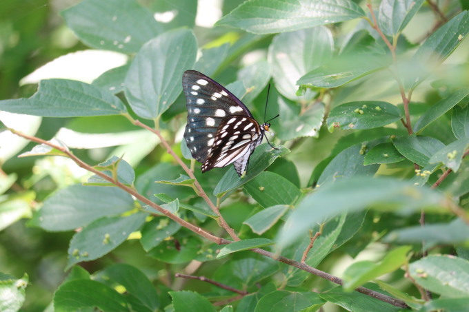 埼玉中部　            ゴマダラチョウ産卵2019/07/31②_d0251807_16420577.jpg