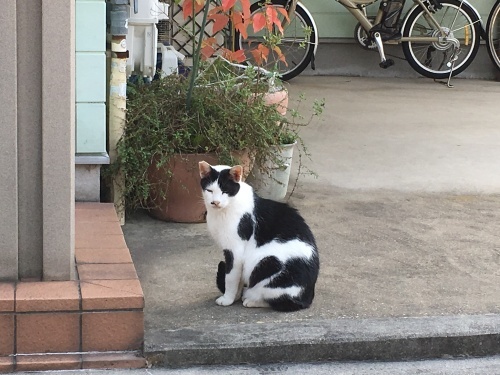 d0184114_20514383.jpeg