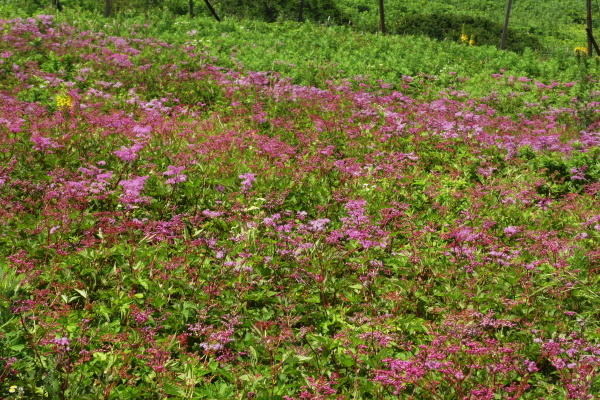 d0170615_07034824.jpg