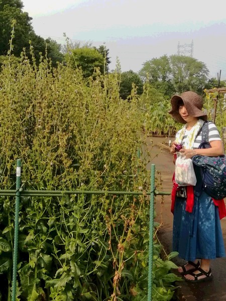チコリー(菊苦菜)_e0257524_10505742.jpg