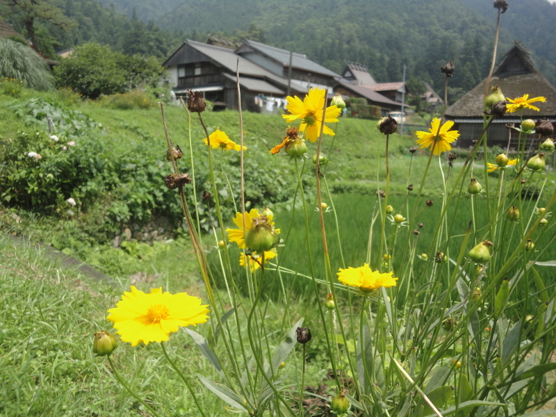 d0359338_16033327.jpg