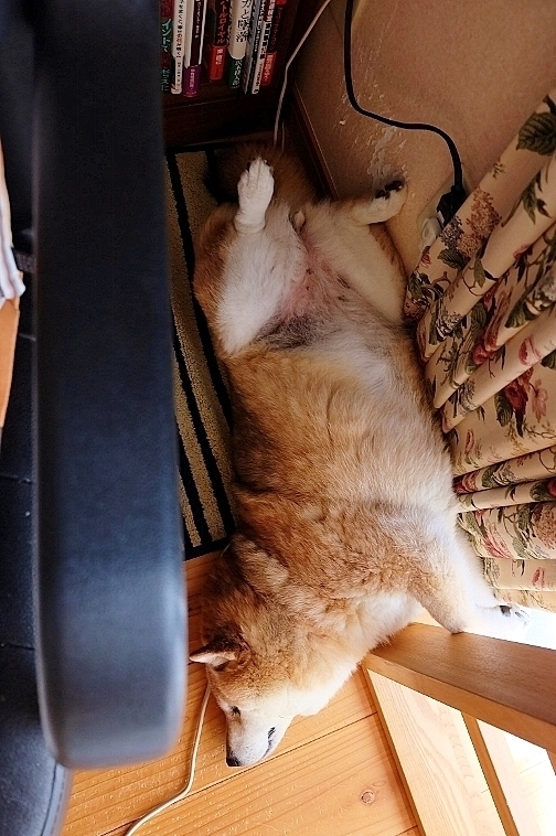 夢の中_b0314043_09115636.jpg