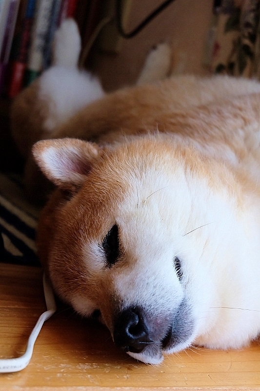 夢の中_b0314043_09121093.jpg