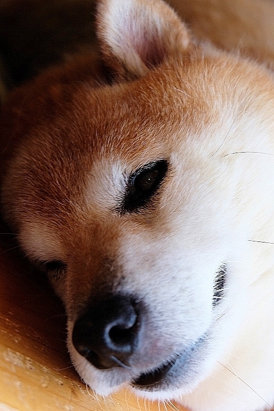 夢の中_b0314043_09122620.jpg