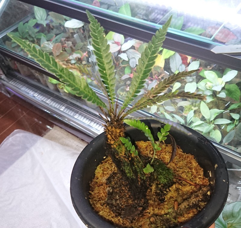 Blechnum obtusatum var. obtusatum : まっけのビザパル