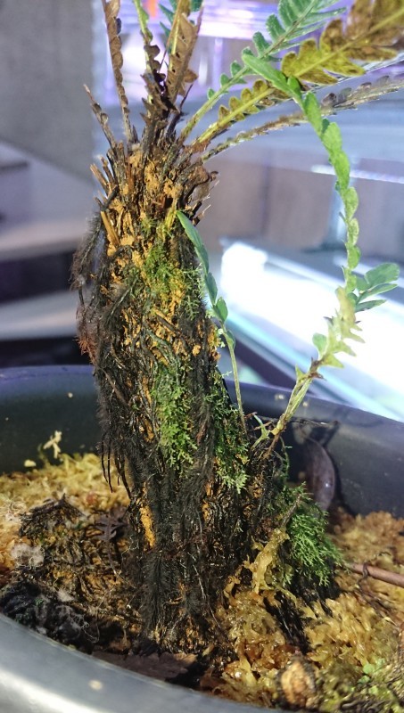 Blechnum obtusatum var. obtusatum : まっけのビザパル Blechnum obtusatum var. obtusatum : まっけのビザパル