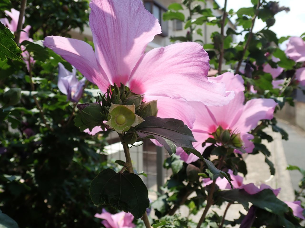c0210054_06070354.jpg