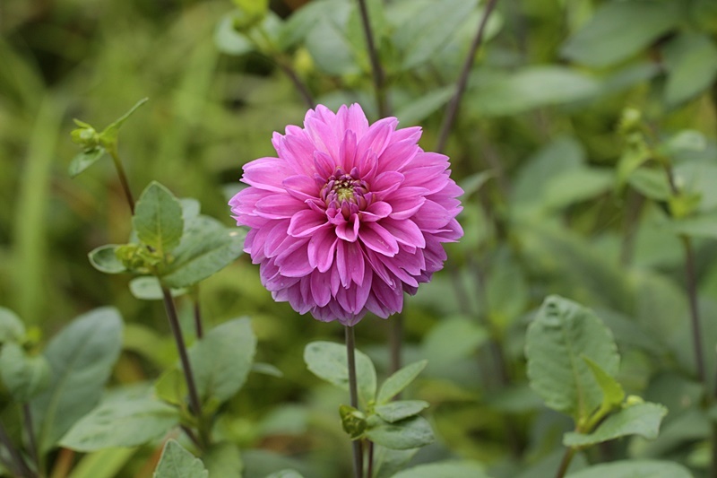 庭の花_d0367460_21231607.jpg