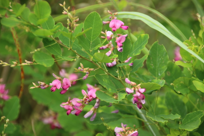 赤城山の花(3) 他  (2019/7/31撮影)_b0369971_14064974.jpg