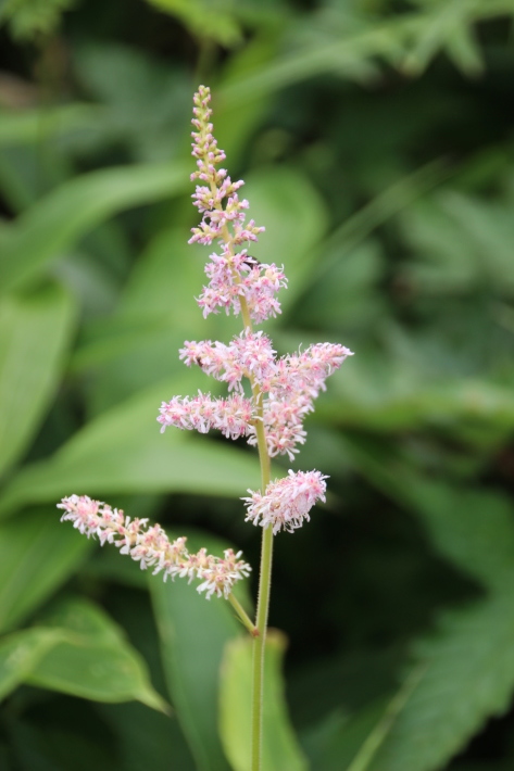 赤城山の花(3) 他  (2019/7/31撮影)_b0369971_14470004.jpg