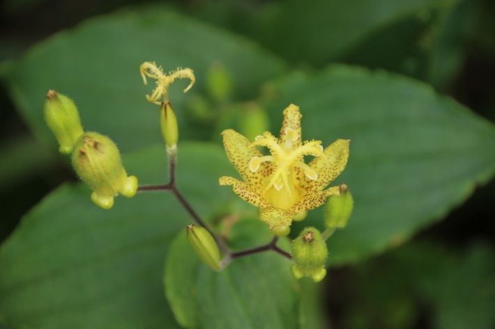 赤城山の花(3) 他  (2019/7/31撮影)_b0369971_14545893.jpg